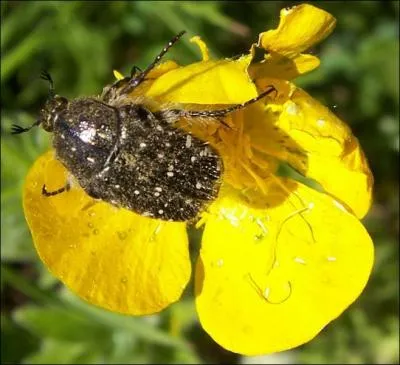 Les insectes ont-ils une reproduction externe ou interne ?