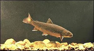 Comment la petite roussette s'accouple-t-elle ?