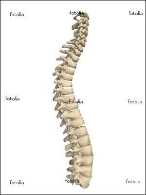 Les vertbre sacres sont  quel niveau ?