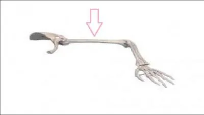 Quel est l'os point avec une flche rose ?