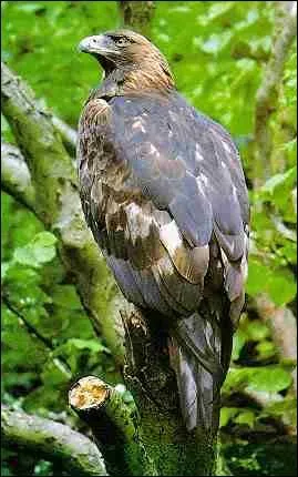 Si l'homme voyait comme cet oiseau il pourrait lire un livre :