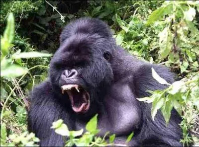 Ce singe peut soulever son propre poids  bout de bras,soit: