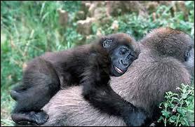 Les gorilles se reproduisent assez lentement. Combien de petits, en moyenne, une femelle gorille a-t-elle dans sa vie ?