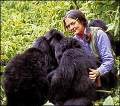 Quelle primatologue américaine a consacré sa vie à l'étude et la protection des gorilles, avant d'être assassinée en 1985 par des braconniers ?