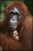 Jusqu'à quel âge, environ, les mères orang-outans s'occupent-elles de leurs petits ?