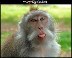 Quel adjectif se rapporte au mot singe et qualifie une apparence qui rappelle celle du singe ?