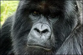 Les gorilles sont-ils des singes... ?