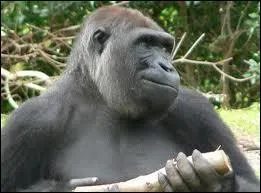 Que font les gorilles pour traverser un cours d'eau ?