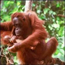 Quel est le singe dont le nom, d'origine malaise, signifie 'Homme des bois' ?