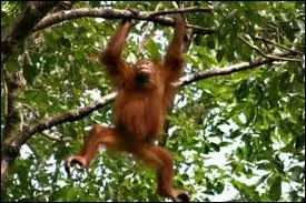 A combien, en pourcentage, estime-t-on la dforestation de l'habitat des orang-outans ces vingt dernires annes ?
