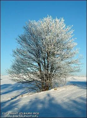 Quand a eu lieu le nouvel an chinois de 2008 ?