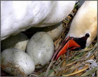 'Couver des yeux quelqu'un' signifie :