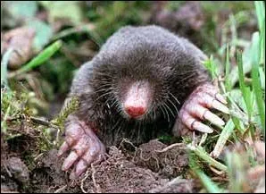 Le sens de l'expression 'Avoir des yeux de taupe' est :