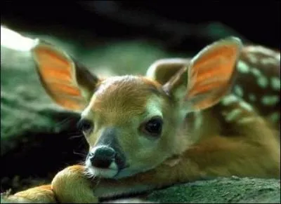 'Faire des yeux de biche' signifie :