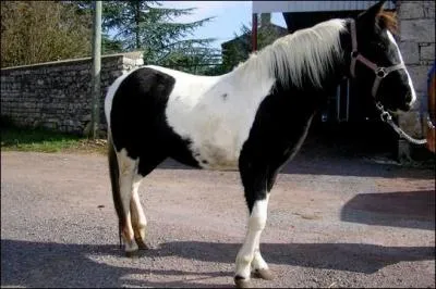 Quelle est la couleur du cheval ?