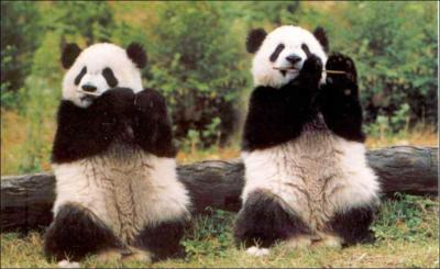 Le mot Panda dsigne un animal originaire de Chine et a d'autres significations. Que ne dsigne-t-il pas ?