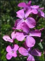 Reconnaissez-vous cette fleur ?