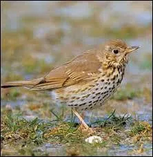 Retrouvez le titre de ce roman d'Henri Troyat :