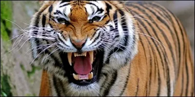 Que fait le tigre ?
