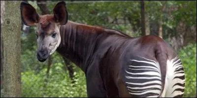 Quelle partie du corps de l'okapi peut mesurer jusqu'à 35 cm ?