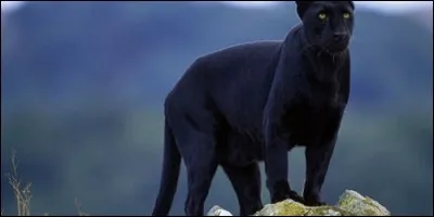 A quelle famille d'animaux appartient la panthère ?
