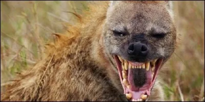 Quel animal de la savane ricane ?