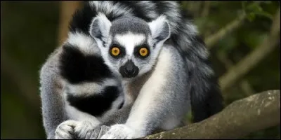 Sur quelle île de l'Océan Indien, le maki vit-il ?