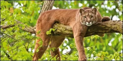 Sous quel autre nom connaît-on le puma ?