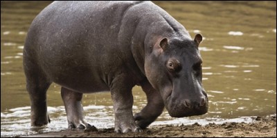 Que sème l'hippopotame sur son chemin pour ne pas se perdre ?