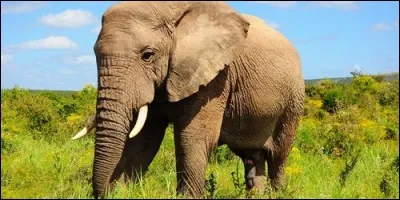 L'éléphant d'Afrique possède cinq ongles aux pattes arrières.