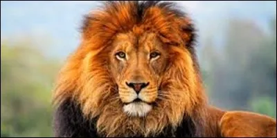 Qu'est-ce qui entoure le cou du lion ?