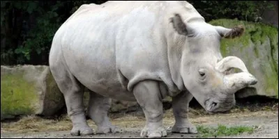 Le rhinocéros blanc est de couleur blanc.