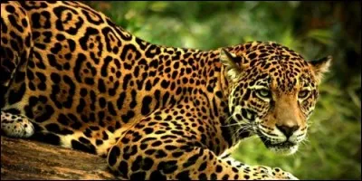 Quel animal est proche de la panthère, et porte le nom d'une voiture ?