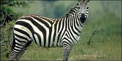 Sur quel continent vivent les zèbres ?