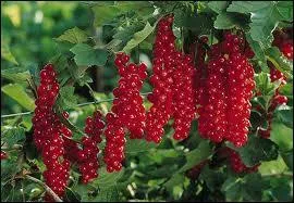 Tu sais ce qui manque dans ton jardin ? Un --------------