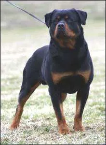 Quelle est cette race de chien ?