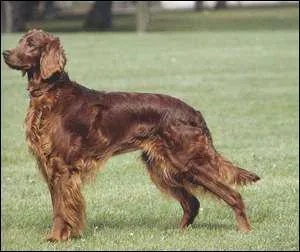 Quelle est cette race de chien ?