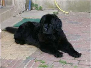 Quelle est cette race de chien ?