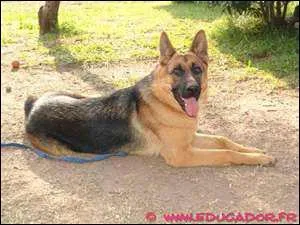 Quelle est cette race de chien ?