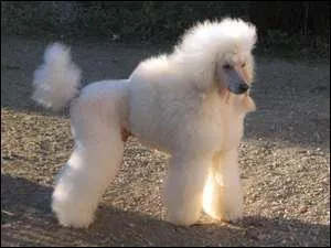 Quelle est cette race de chien ?