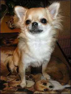 Quelle est cette race de chien ?