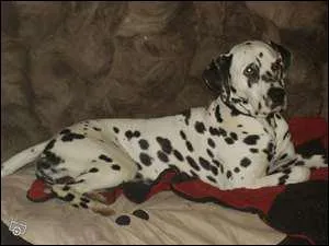 Quelle est cette race de chien ?