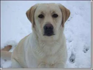 Quelle est cette race de chien ?