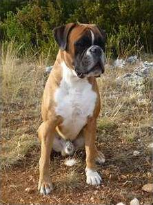 Quiz Races de chiens