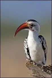 Quel est cet oiseau proche du Toucan mais qui a un bec surmont d'un casque creux ?