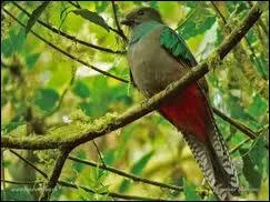 De quel pays le Quetzal orne-t-il le drapeau ?