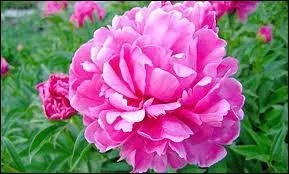 Cette illustration correspond-elle  un prnom ?