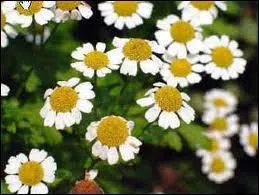 Existe-t-il un prnom qui soit celui de ces fleurs ?