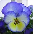 Cette image est-elle un prnom ?