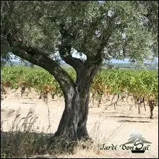 Cette photo reprsente-t-elle un prnom ?